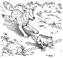 Drawing of coyote and frog
