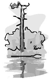 Drawing of a tree next to a pond.
