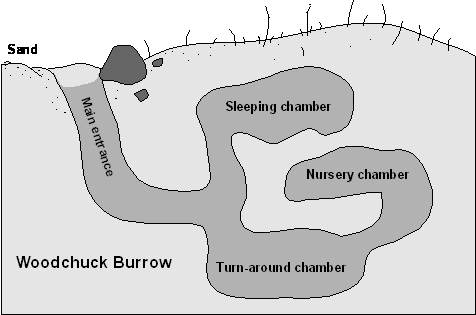 'Drawing of woodchuck burrow with sleeping chamber, nursery chamber, and turn-around chamber'